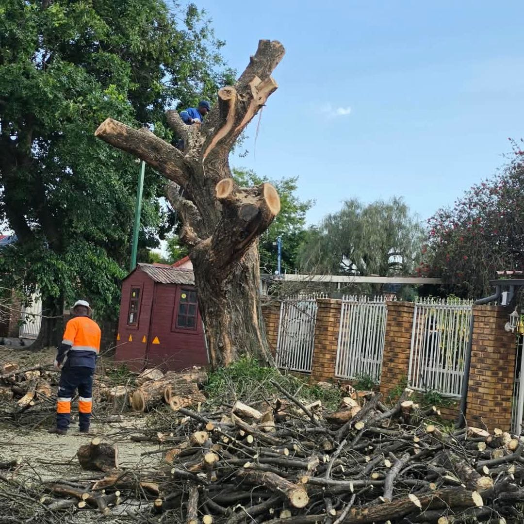 Big thorn tree topped by GT Siwawa in Benoni, with cut branches stacked