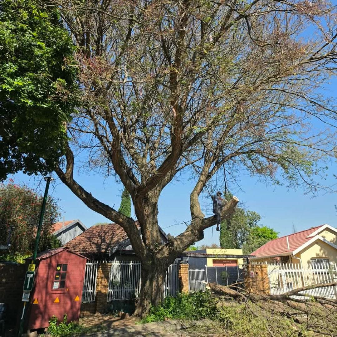 Thorn tree in Benoni during topping