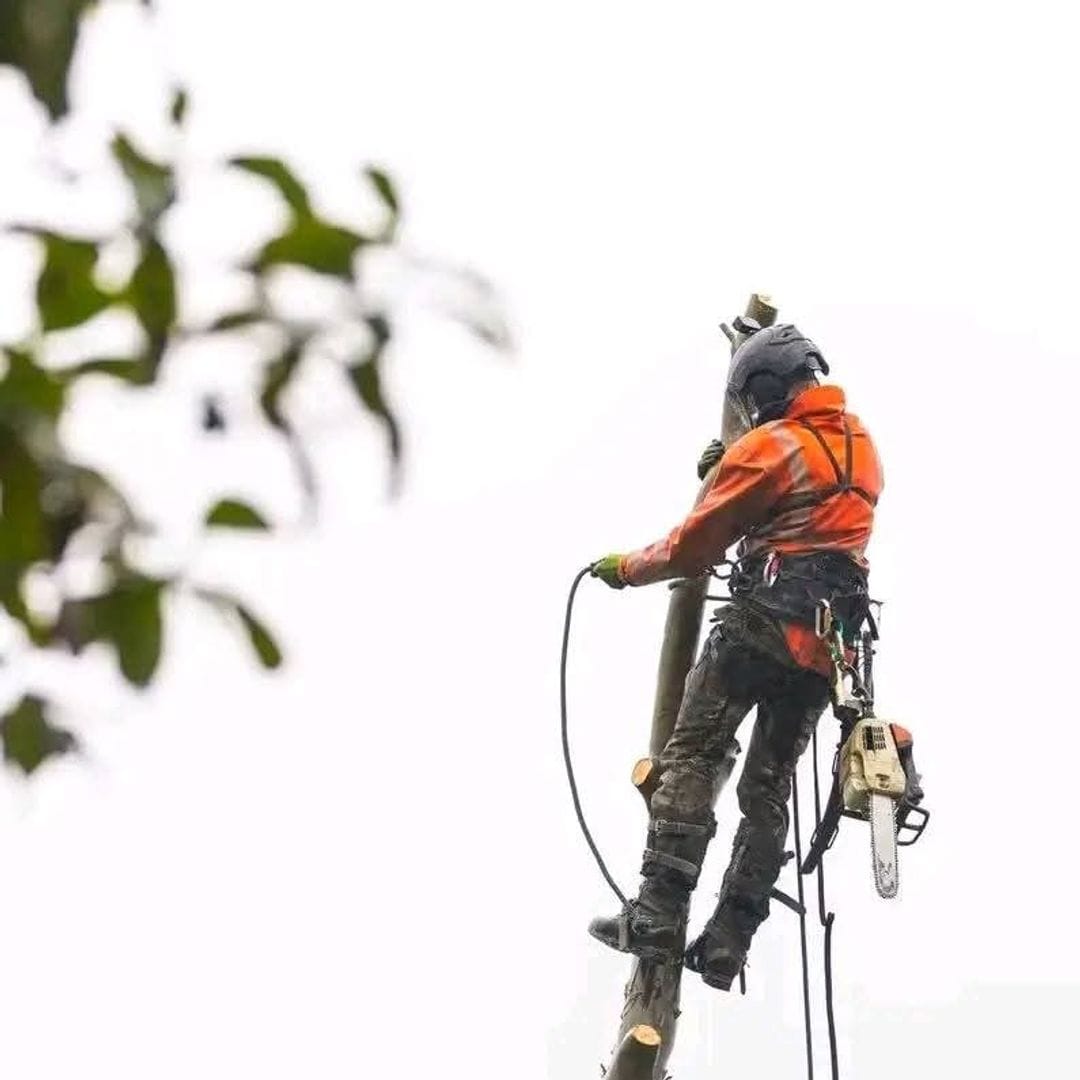 GT Siwawa climber in a harness cutting a thorn tree in Centurion