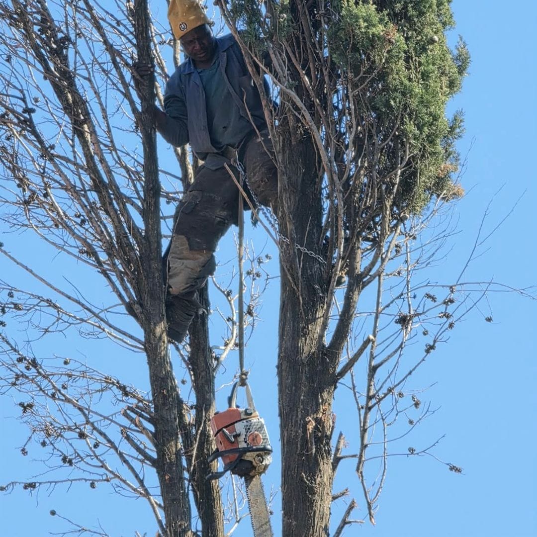 GT Siwawa climber cutting a tall pine tree