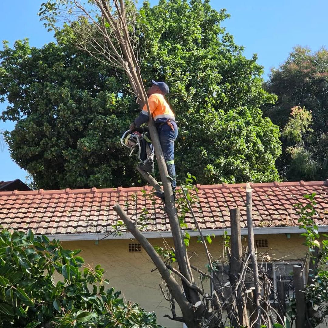GT Siwawa climber working in a tree above a tiled roof
