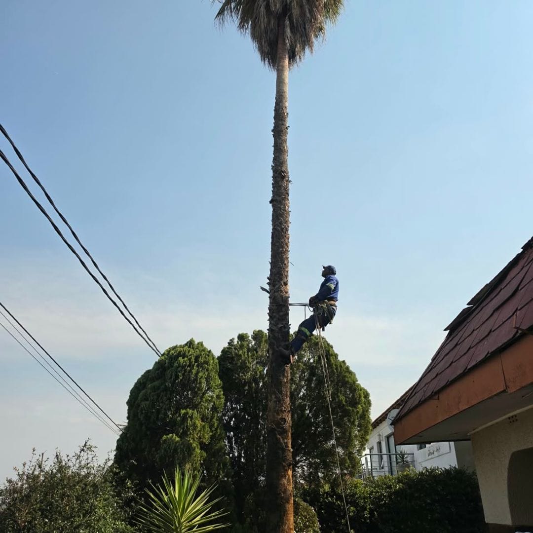 GT Siwawa climber at the top of a tall palm near power lines