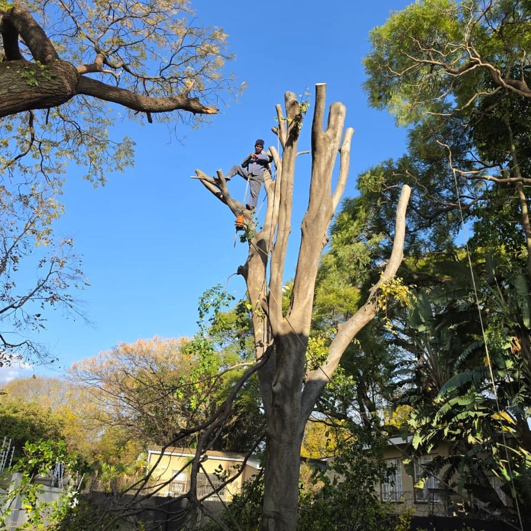 Dead tree being taken down in sections beside a boundary wall in Roodepoort