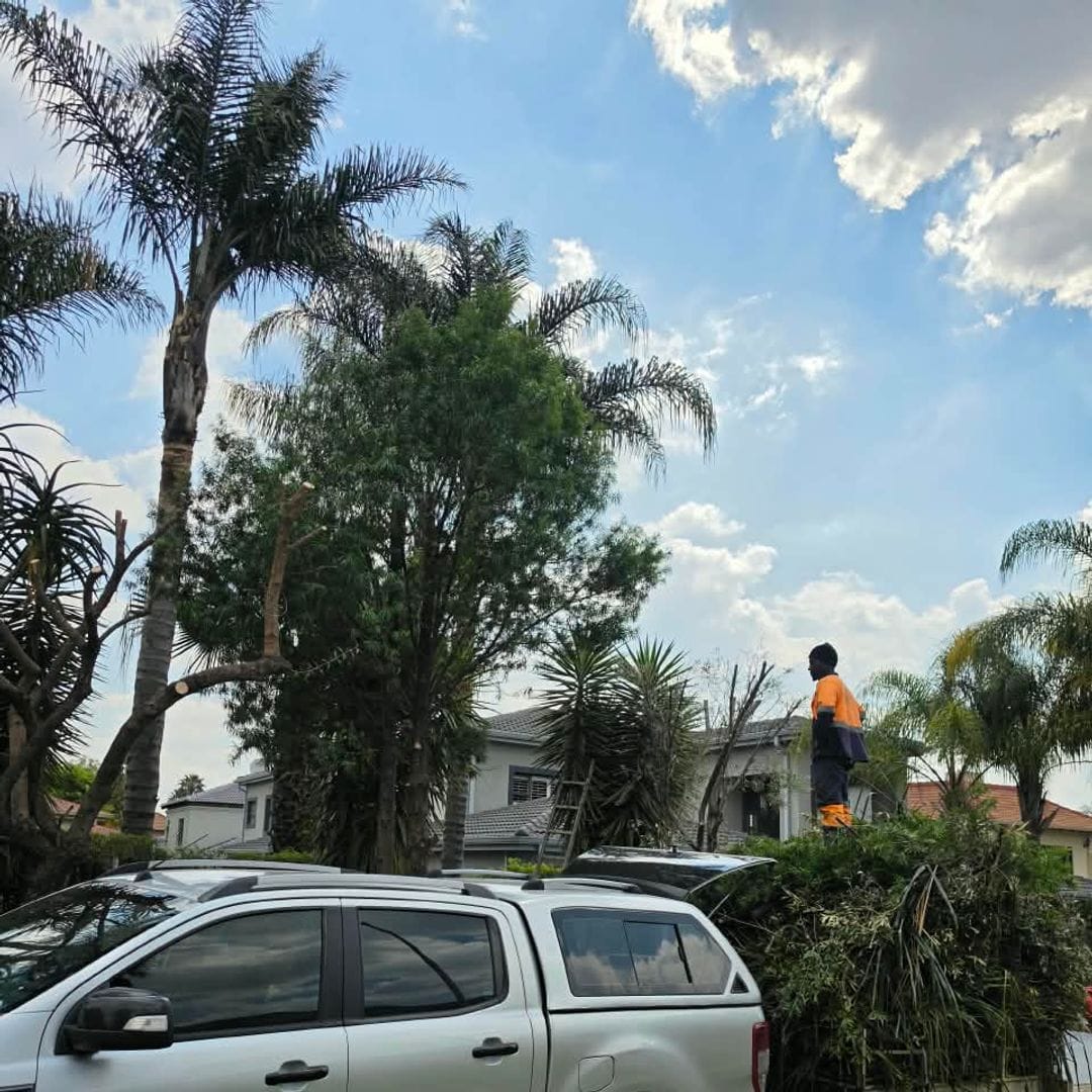 GT Siwawa climber trimming a tall palm at a home in Ruimsig Golf Estate