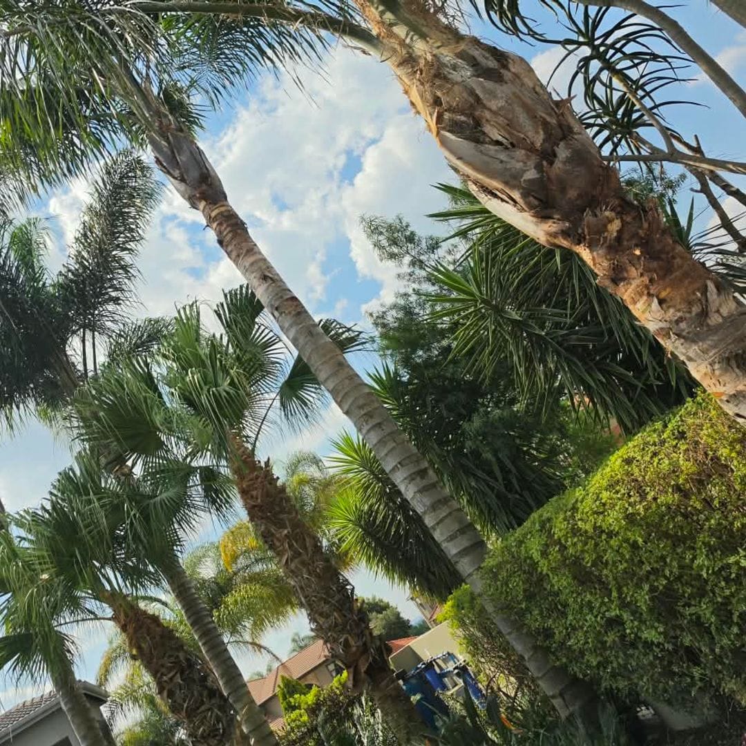 Tall palm trees being trimmed in Ruimsig Golf Estate
