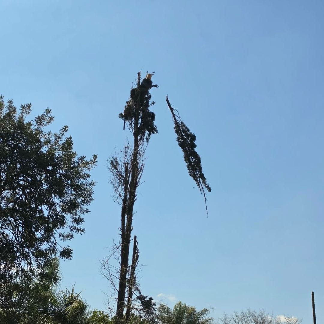 Top of a tall pine being cut by a GT Siwawa climber