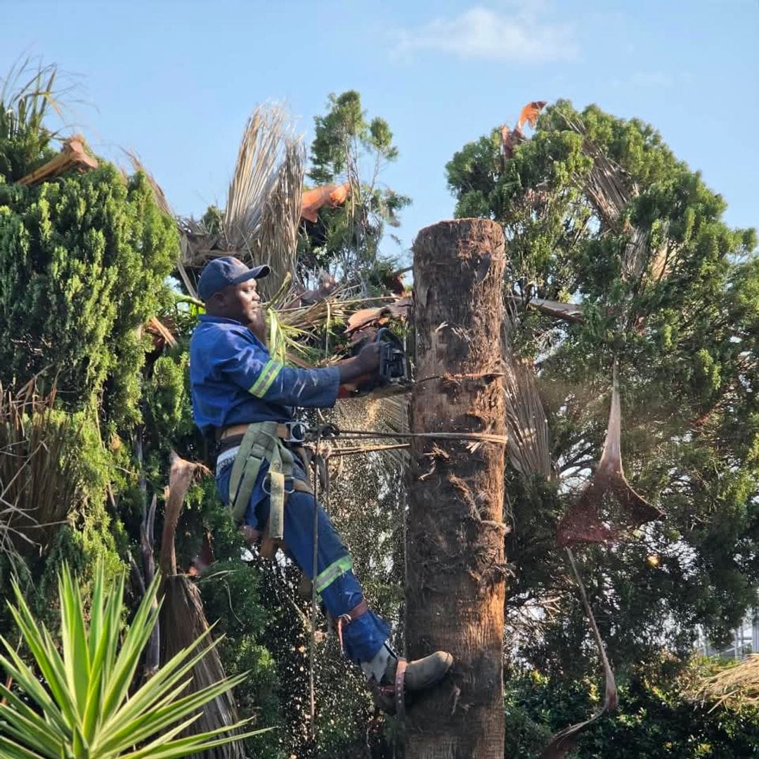 GT Siwawa climber cutting a palm trunk in sections