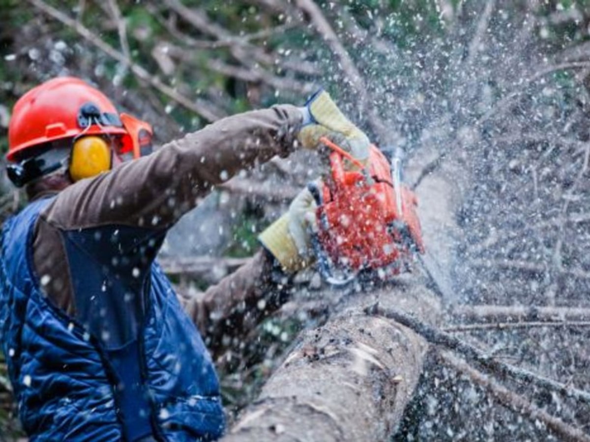 Tree Felling project image 4 in Germiston
